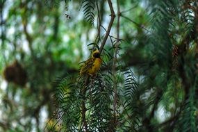 Southern Masked Weaver on spruce in Africa