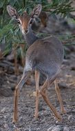 antelope as a wild animal in africa