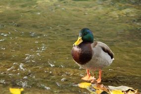 Duck near the water