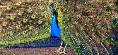 Peacock with a luxurious tail