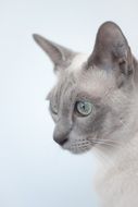 exotic cat on a white background