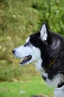 Dog Playing in a park