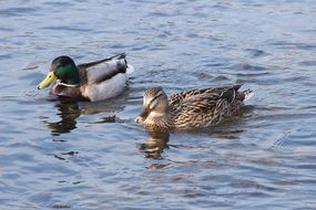 Young Ducks Birds
