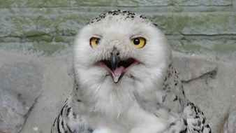 snowy owl in the zoo