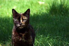 cat on green grass on a sunny day