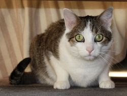 cute Domestic Cat Awakened portrait