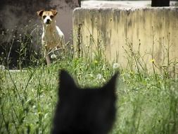 dog and silhouette cat