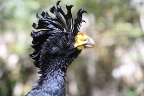 gorgeous Black Peak portrait
