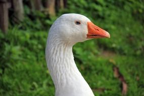 white Goose head close up