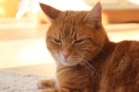 red cat resting on the street