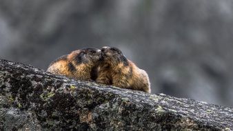 alpine marmots in the tatras mountains close up
