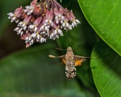 Macroglossum stellatarum porcellus flies near the leaves