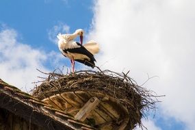 nest of a rattle stork