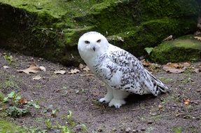 snowy owl in the wild