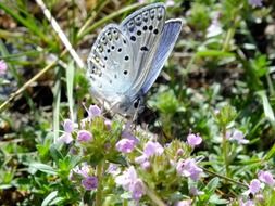 Butterfly in flowers macro