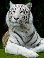 photo portrait of a white bengal tiger