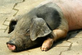 the pig lies on the ground