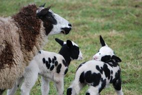 spotted sheep with lambs on pasture