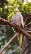 beige parrot is sitting on a branch