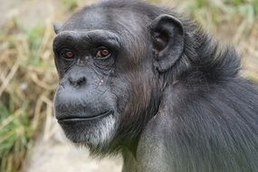 Chimpanzee is a dangerous mammal