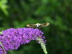 Hummingbird hawk Moth at flower