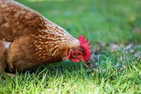 Chicken is eating grass