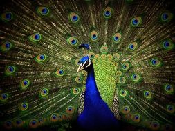 peacock is a colorful exotic bird