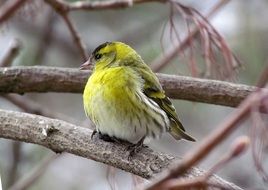 eurasian siskin on a branch