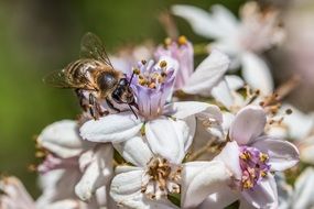 macro photo of bee is drinking cherry nectar