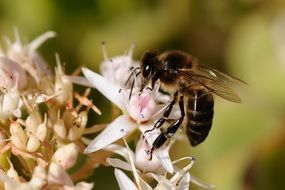 bee on a white flower in the garden