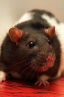 Rat Pet is a decorative rat
