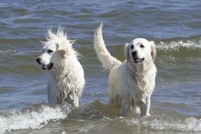 two wet white golden retrievers