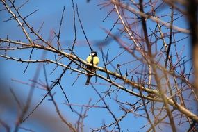 tit bird in autumn