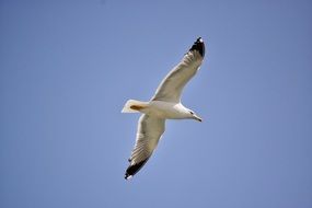 bird in free flight in the sky