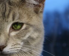 portrait of a cat with brightly green eyes