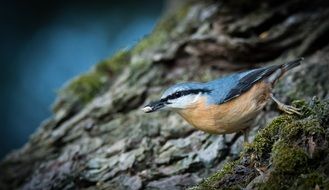 nuthatch sits on a tree