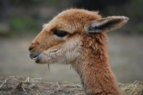 gray head of a cute mammal close-up on blurred background