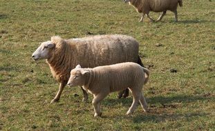 a sheep with a lamb is walking on the grass