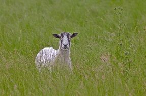 Sheep in green grass