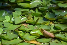 Frog Frogs Amphibians Anuran