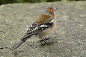 wild chaffinch on the rock close-up