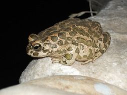 spotted frog
