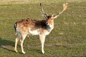 wild horned deer grazing on the grass