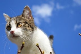 Cat Head with yellow eyes