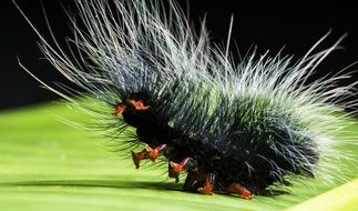 prickly caterpillar