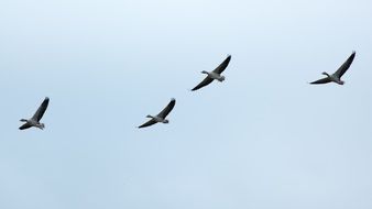 Migratory wild geese formation