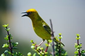 Yellow Weaver, Bird in Wild close up