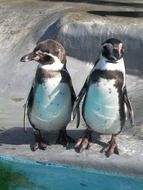 two penguins on stones close up