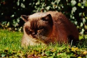 dozing outdoor british shorthair cat