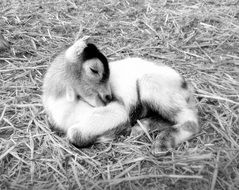 Small goat on a farm